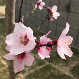 Almond+25