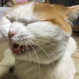 nekoni koban