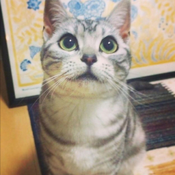 torimar