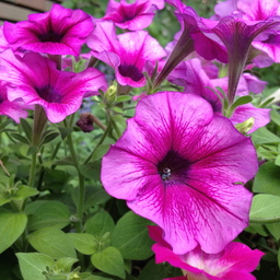 Garden M
