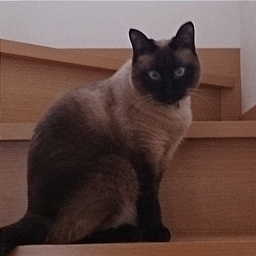 かぎしっぽ