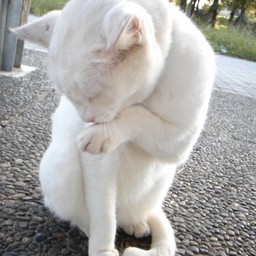 ぐらこ