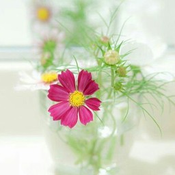 COSMOS