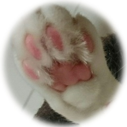 SHI SHI☆獅子