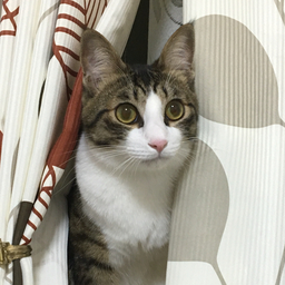 ねちょ