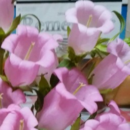 campanula
