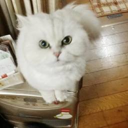 ＊ももmama＊