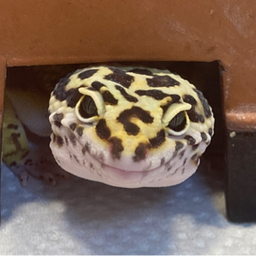 けものさん