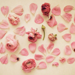honeyrose37