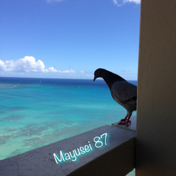 mayusei87