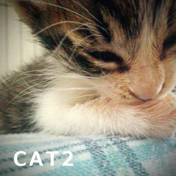 CAT2