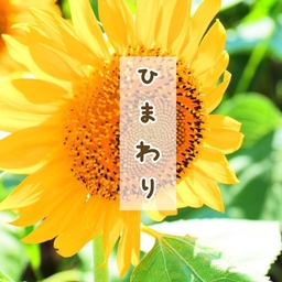 ひまわり