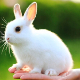 dearlapin
