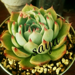 ＊saya＊
