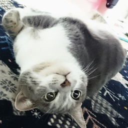 chiroママ