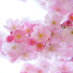 桂花