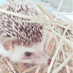 まめだいふく