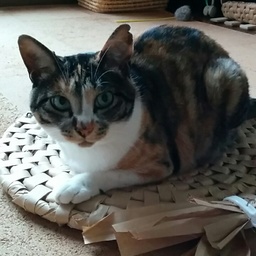 猫ちょぼり