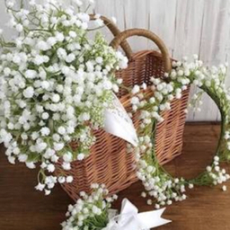 baby'sbreath☆