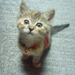 はなはな