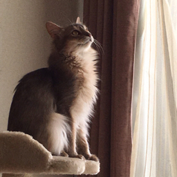 somari-cats
