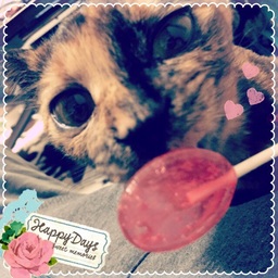 sakuralucky