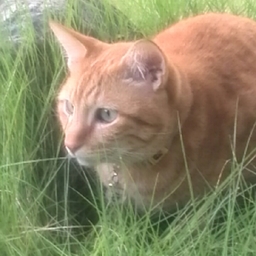 coo-nyan