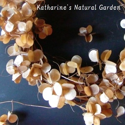 Katharine