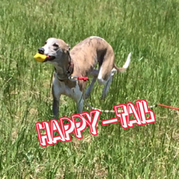happy*tail