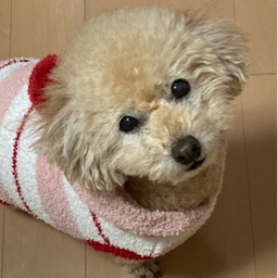 KIKO