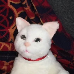 Paula's  Cats