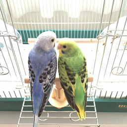 ともり