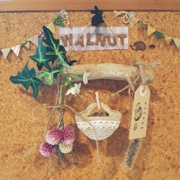 walnut
