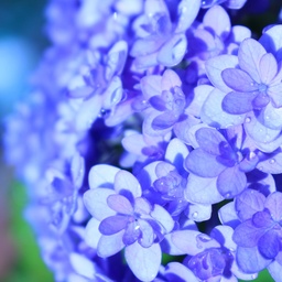 花工房*misamisa's