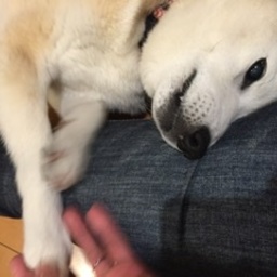 lunasealove