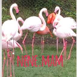 nene.mam