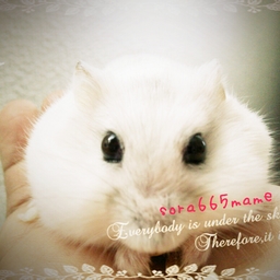 sora665mame