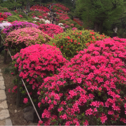 Floresta