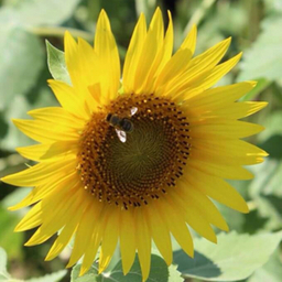 ヒーリングStone　 夢