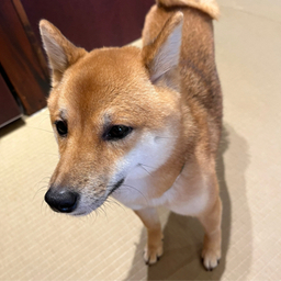 まきろん