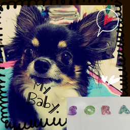 sora_no_sippo´•ﻌ•`🐾