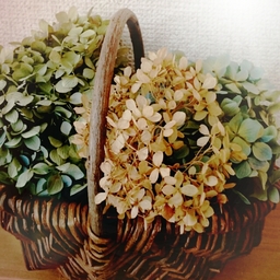 mino-flower