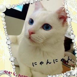 miyuking