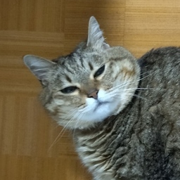 ひとはこふたはこ