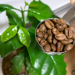 mojicco coffee