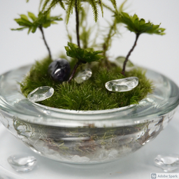苔Miriam