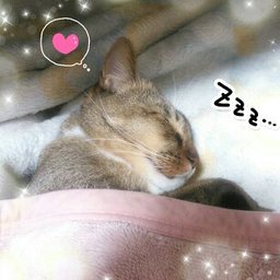 猫又虎