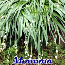 Momnon