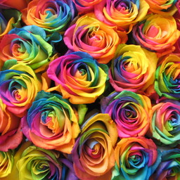 Rose♡**