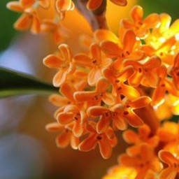 fragrant  olive